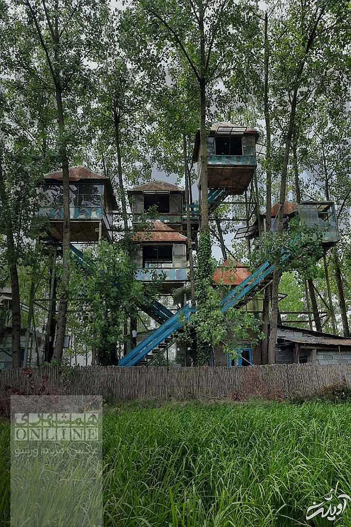 خانه درختی که دل گردشگران گیلان را می برد - علاقه مندان کارتون خانواده دکتر ارنست بخوانند - نیلوفرانه در باد پیچیده تاب خورده!